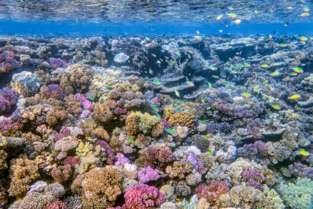 Tiran Island Snorkeling Adventure