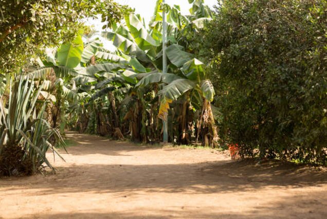 Banana Island Tour by Boat