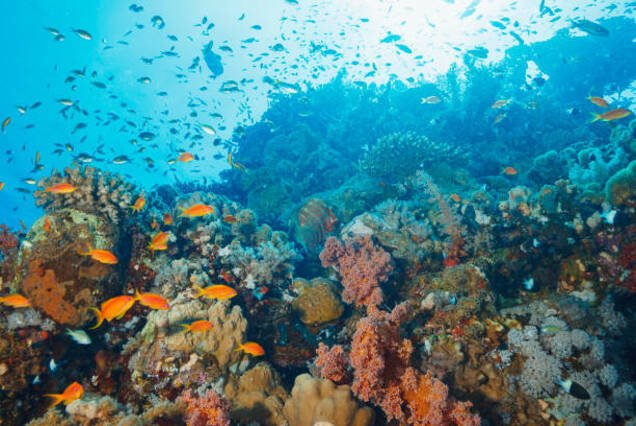 Sataya Reef (Dolphin House) by Boat