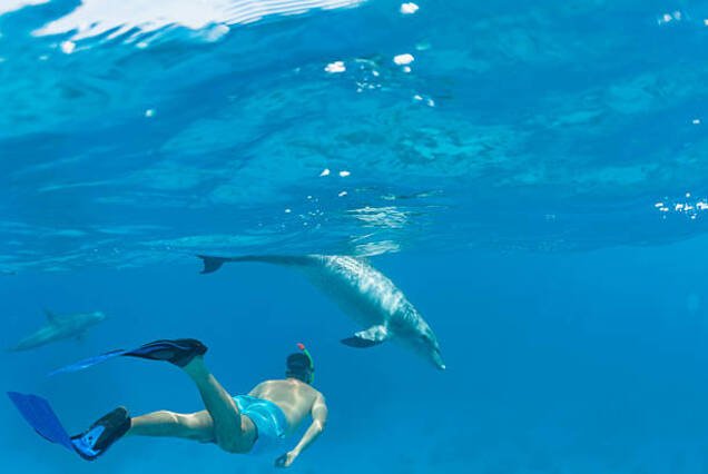 Sataya Dolphin House Snorkeling Trip