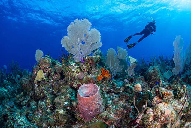 PADI Open Water Diver Course (3 Days)