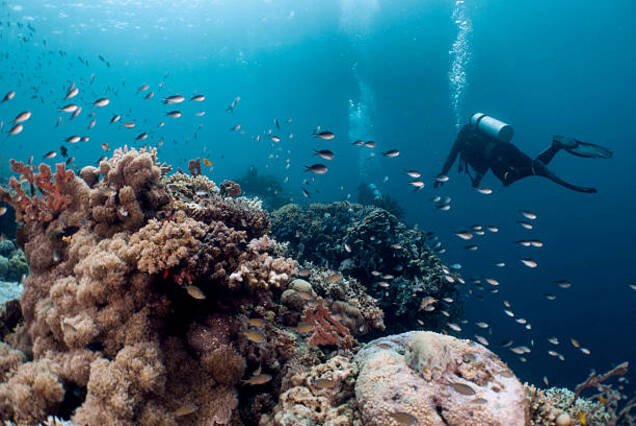 PADI Enriched Air (Nitrox) Specialty Course (1 Day)