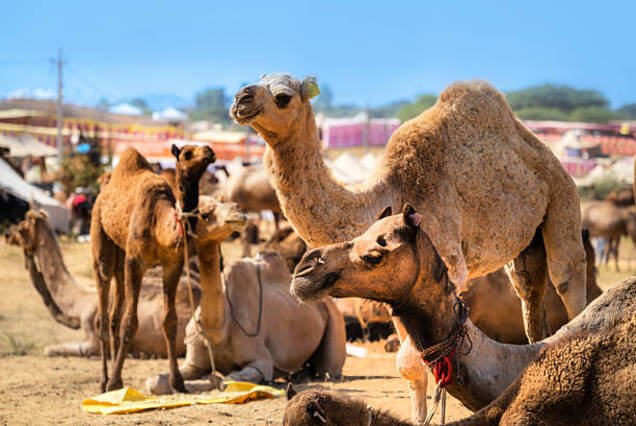 Shalateen City & Camel Market Tour