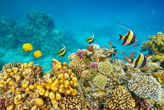 1-Day Diving Trip for Licensed Divers