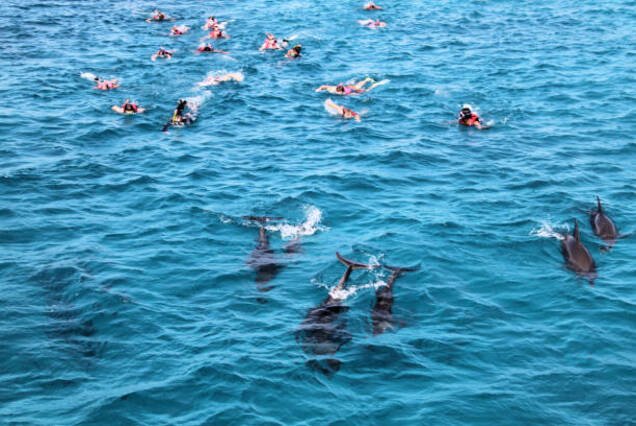 Dolphin House Sataya Reef – Snorkel with Dolphins
