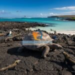The Pure Coastal luxury travel — Galapagos Islands 2026 – Luxury Travel Gui