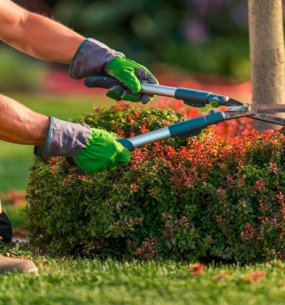 garden-landscape-maintenance-service (1)